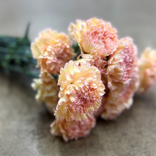 Nejlikor och Elegance