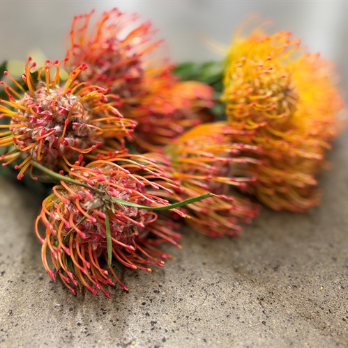 Protea