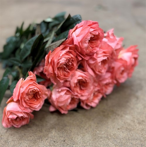 Rosor