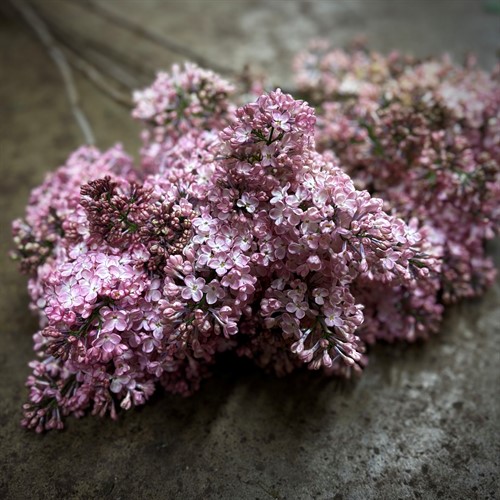 Övriga snittblommor