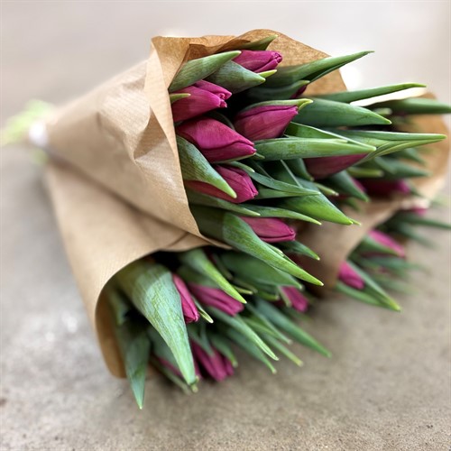 Målsta odlade Tulpaner