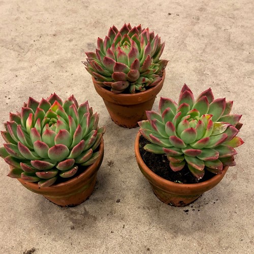 Echeveria Mix 8 5 Cm I Vit Kruka 3 Stycken