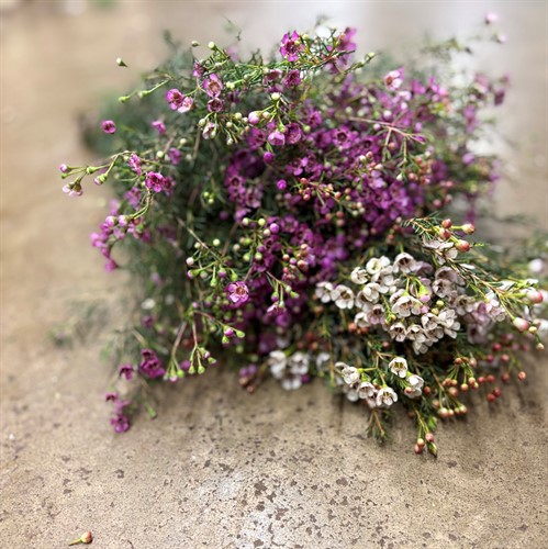 Övriga snittblommor